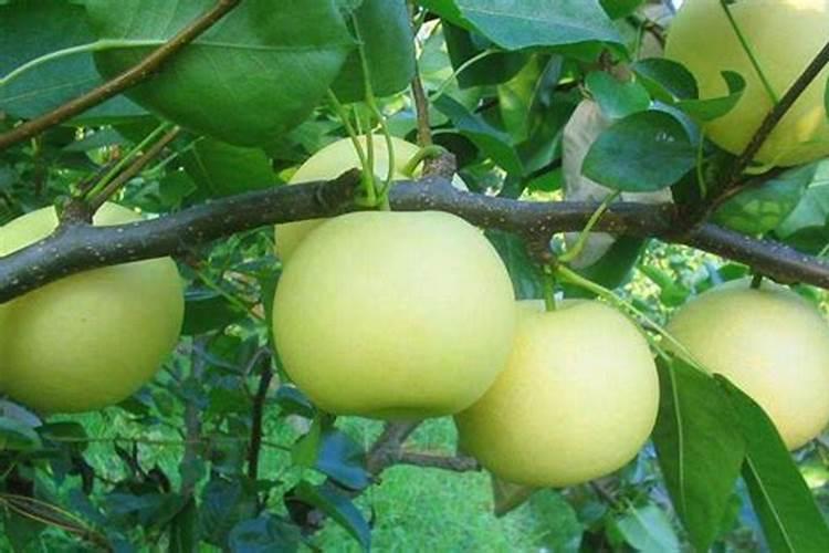 西瓜有哪些施肥技术啊？追肥怎么做比较好