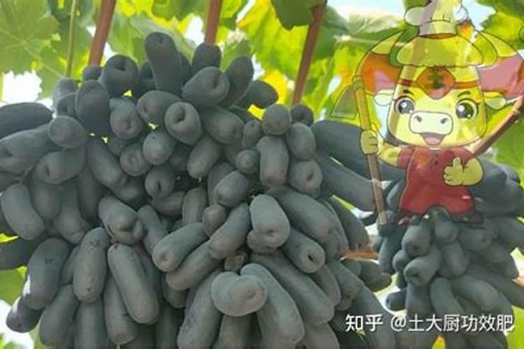 冲施红糖有生根效果吗 冲施红糖对植物的作用