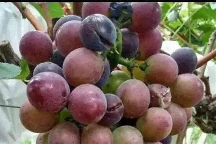 葡萄裂果的原因和防治