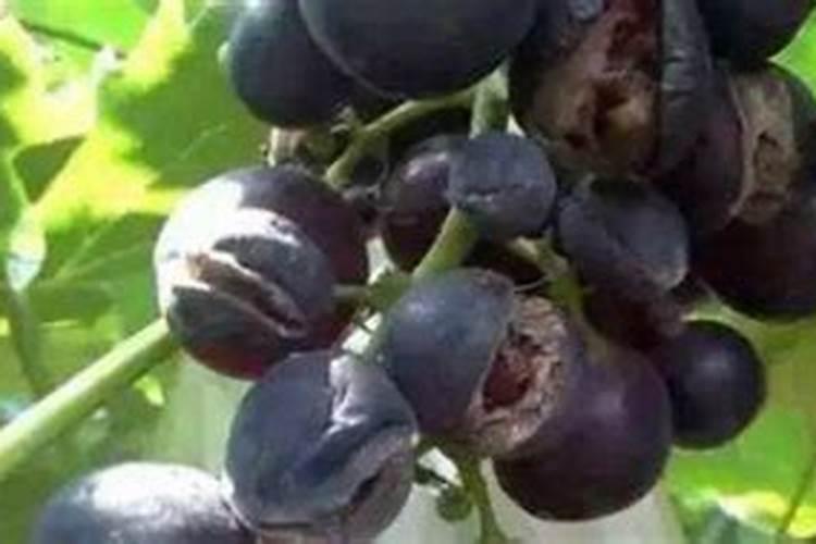 葡萄严重裂果原因及防治对策