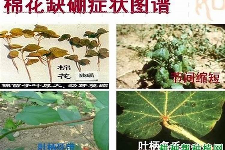 棉花缺氮肥会有那些明显特征