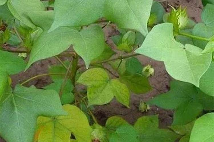 棉花叶片发黄原因和处理方法