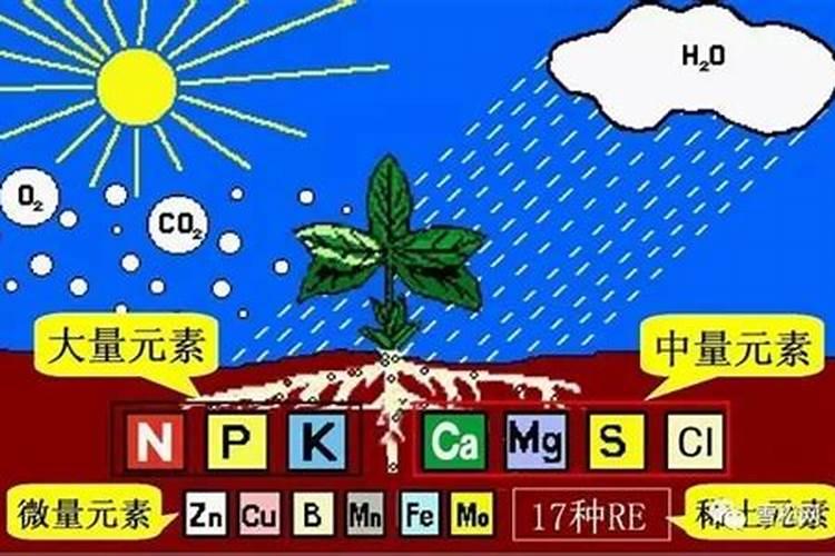 作物所需的大量元素有几种
