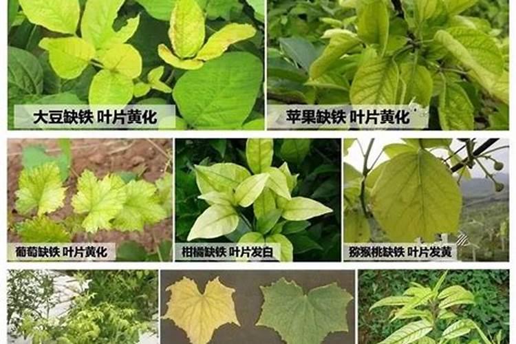 芹菜老黄叶是缺少氮磷钙吗？