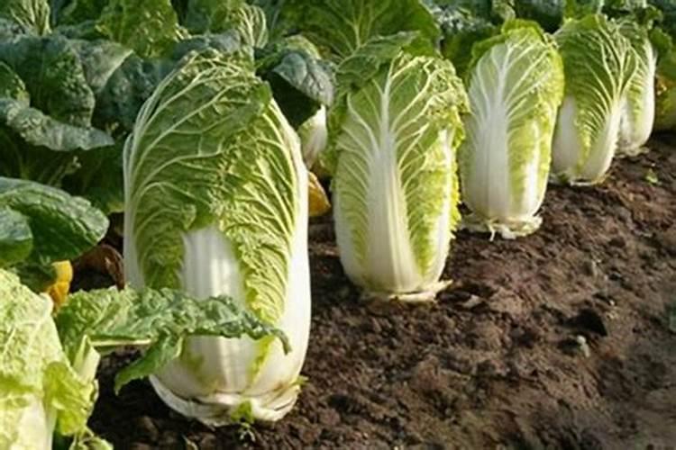 白菜用什么叶面肥好