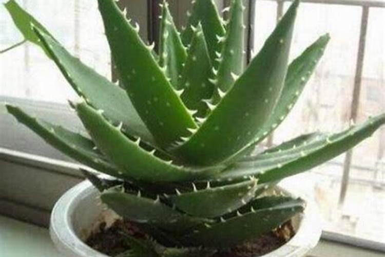 家养芦荟一般施什么肥叶片直挺肥厚