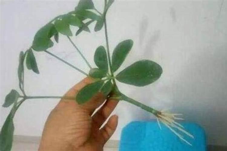 栀子花水培生根后移植