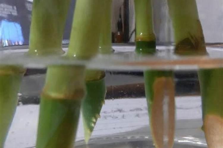 龙血树水培生根,加入肥料勤换水