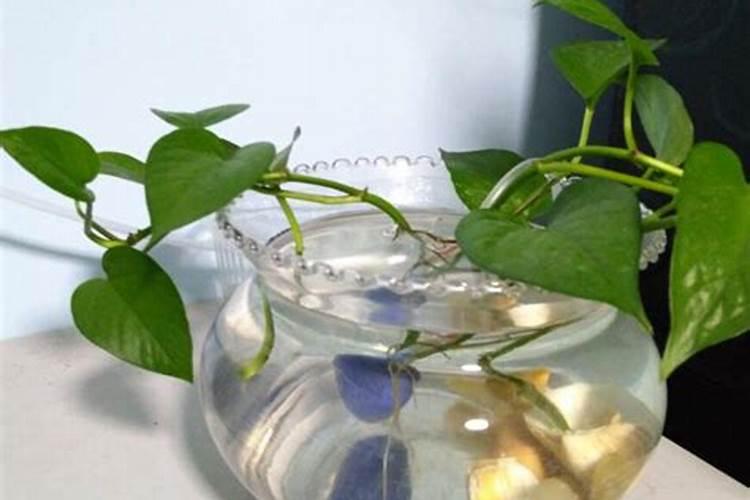 水培发财树生根以后怎样上盆？