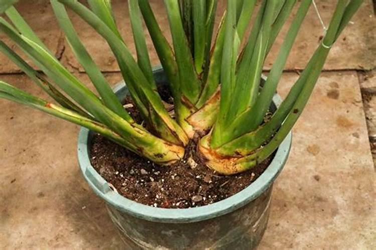 兰花怎么种植步骤