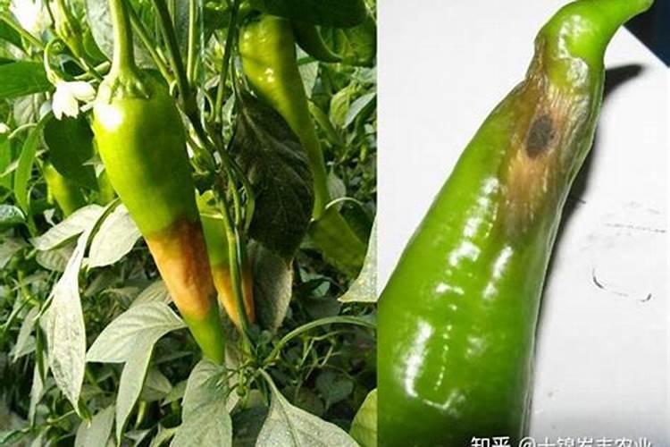 青椒病毒病发生范围广泛,青椒病毒病防治有什么好的方法？