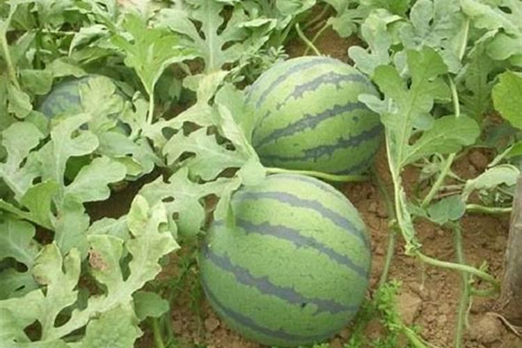 西瓜各个生长期怎么施肥？