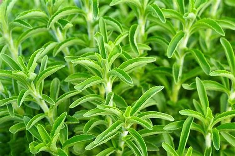 甜叶菊的种植方法及田间管理