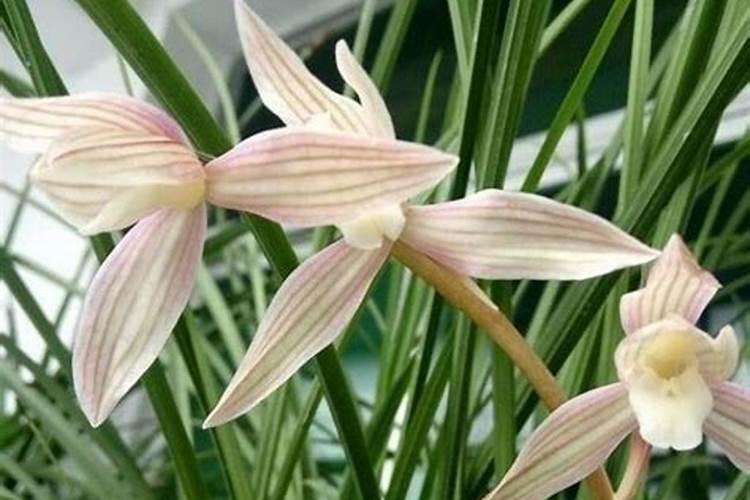 兰花花谢后怎么处理