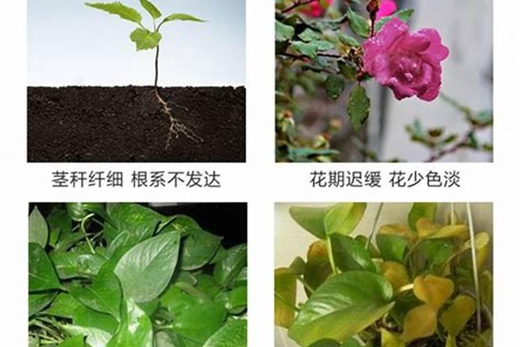 什么肥料促进开花