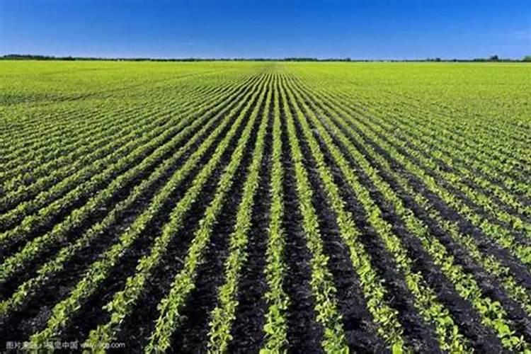 周麦49特征特性