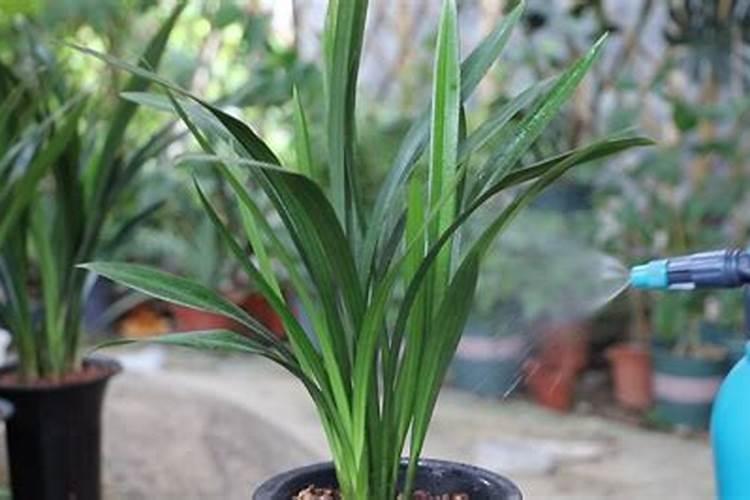 塑料大棚春茬辣椒定植后结果前如何进行肥水管理？