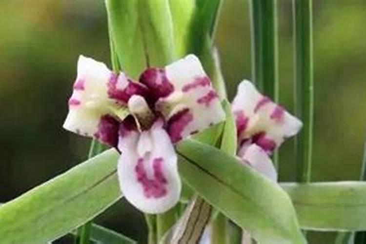 兰花什么时候施氮磷钾？