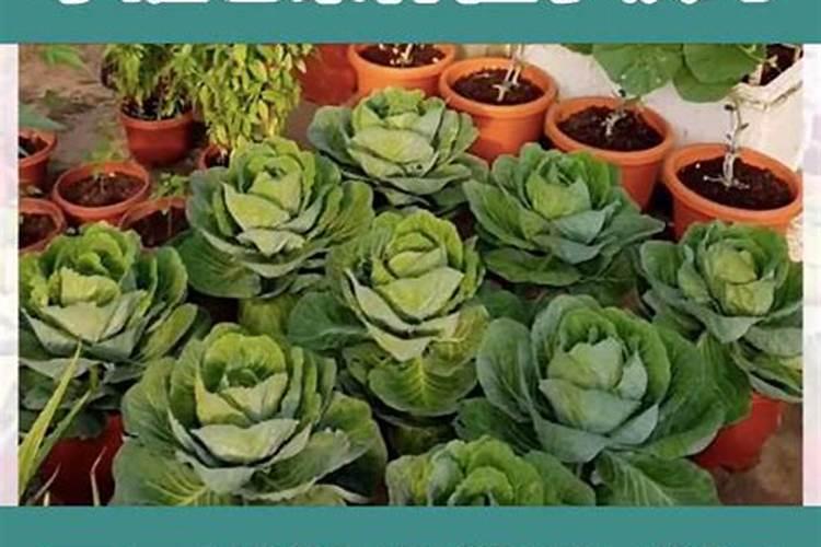 柑橘缺氮的6个表现