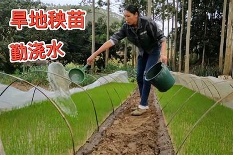 小树几天可以施一次肥？