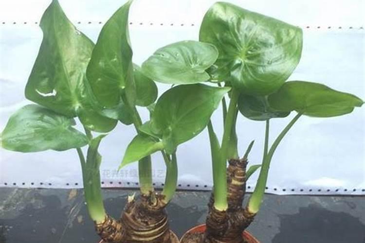 滴水观音叶子变绿妙招