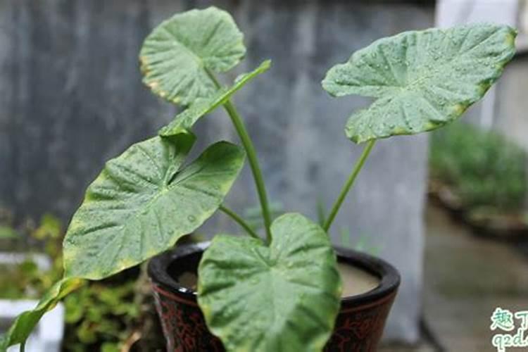 滴水观音夏天叶子发黄怎么办？滴水观音不长叶子的原因