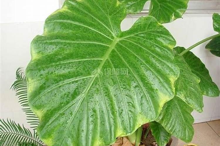 水养滴水观音叶子发黄,四种原因以及解决办法