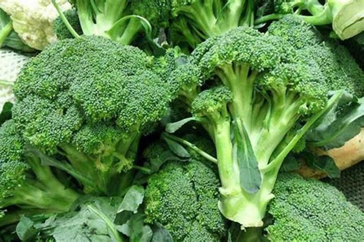 幸福树需要什么样的肥料最好