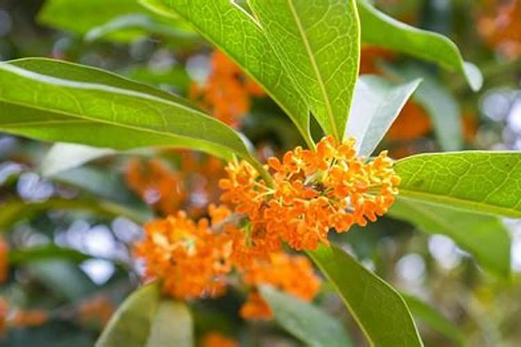 桂花树冒出小芽为什么不长了