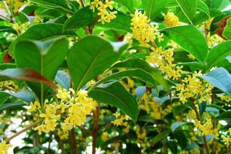 桂花发芽了怎么养 桂花发芽后如何养护