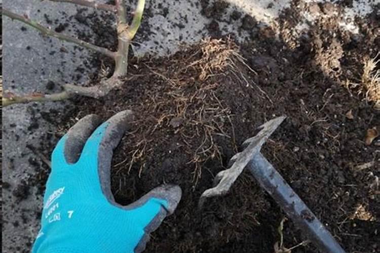 桂花秋季发芽怎么处理