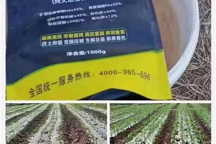 种菜多长时间可以施肥