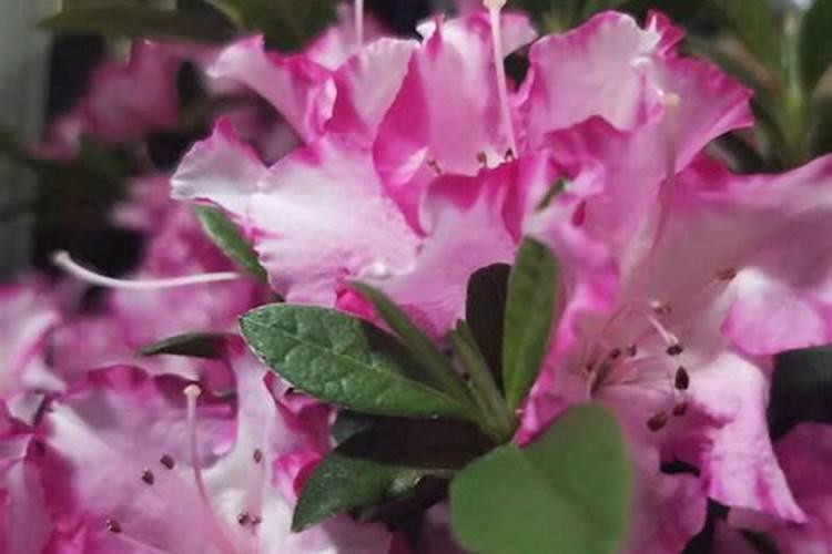 核桃树要怎样追肥？