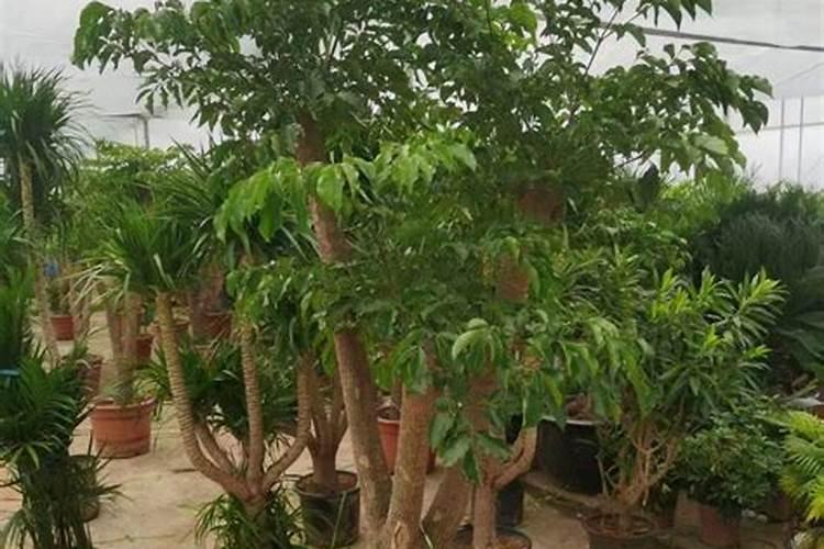 核桃树怎么施肥果大