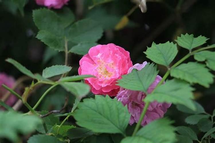 蔷薇花春天怎么施肥