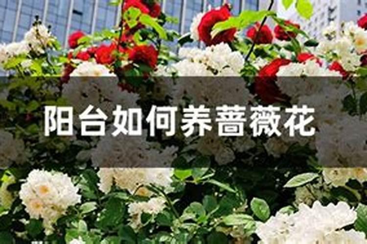 蔷薇花施肥施什么肥料
