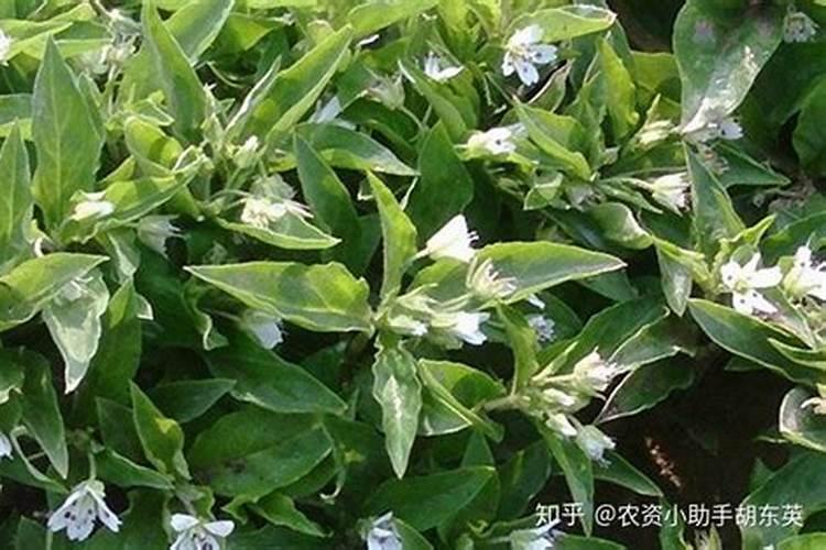 中药材追肥用那种肥料好？中药材壮根根茎块膨大？壮根肥什么时候施肥？