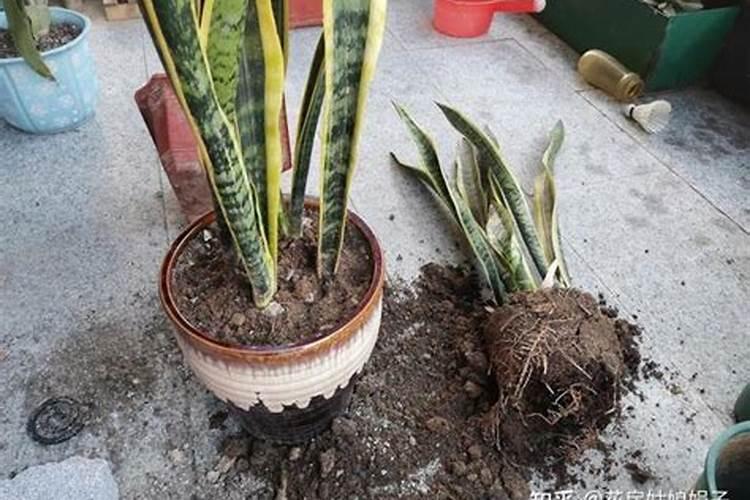 花花草草适合用什么肥料？