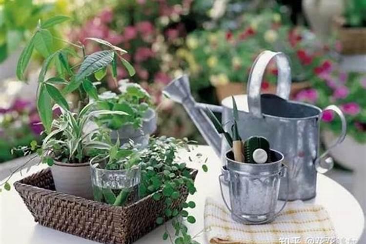 没有什么契机,我就是从小喜欢养花花草草,来自用户