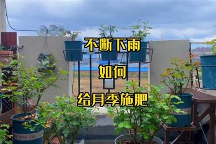 连续下雨露养的月季怎么办
