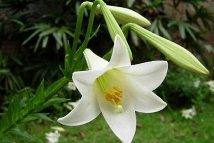 百合花可以用复合肥吗 不宜过浓或过多