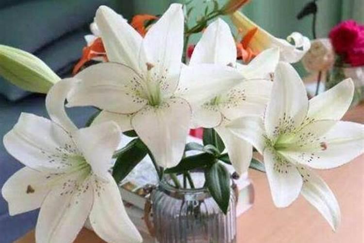 百合花需要什么肥料最好