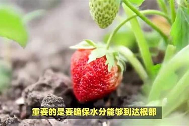 如何预防草莓膨大期容易软果的现象？