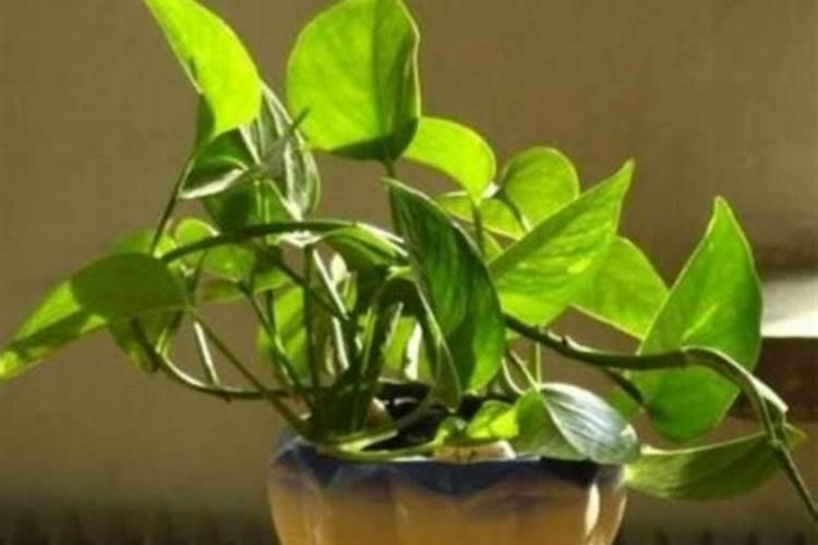 绿萝需要施什么肥