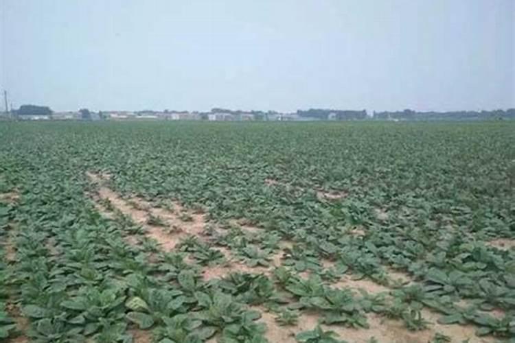 磷酸二氢钾一亩葡萄喷叶面肥用多少