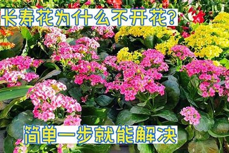 长寿花施什么肥最好