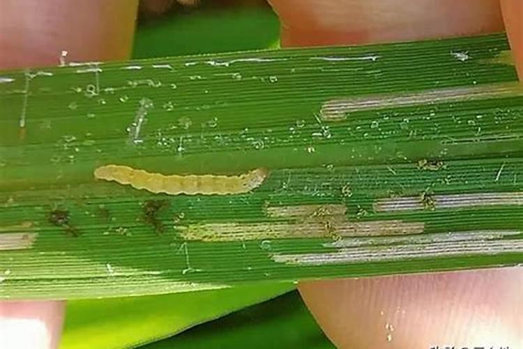 种植大白菜怎样施肥才产量高(种大白菜需要什么底肥)