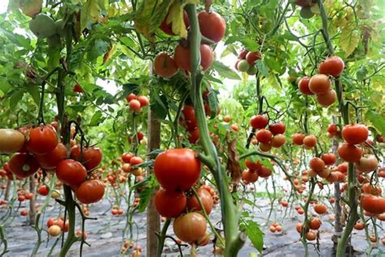 大棚西红柿花果怎么回事