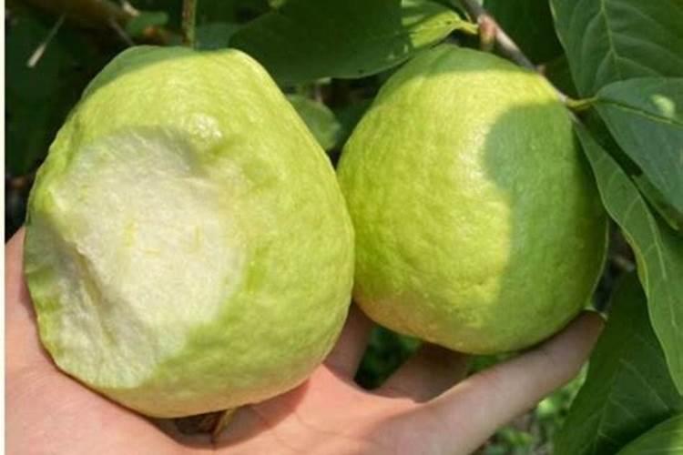 蟹爪兰上什么肥料最好正准备开花