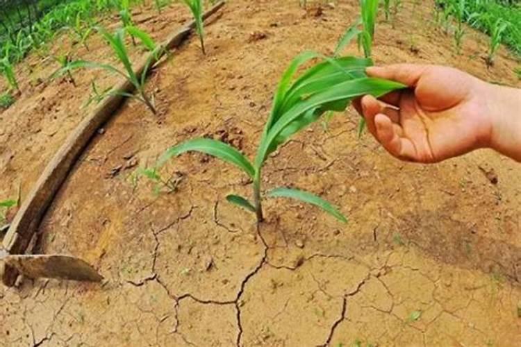 什么植物用氮肥